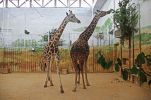 Żyrafy w zamojskim zoo