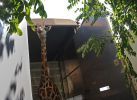 Żyrafy w zamojskim zoo